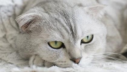 九游社区-海耶斯执教首赛季即带领美国女足问鼎奥运，美国女足heath