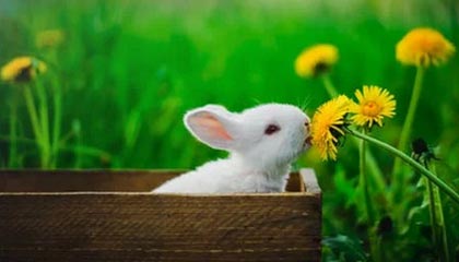 九游体育app-荷兰球队险胜法国，拼搏晋级欧国赛八强，荷兰队欧预赛战绩